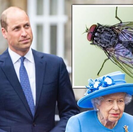 Les employés pleins d'espoir de Queen's font face à un "test de mouche morte" pour détecter une perspective "spéciale"