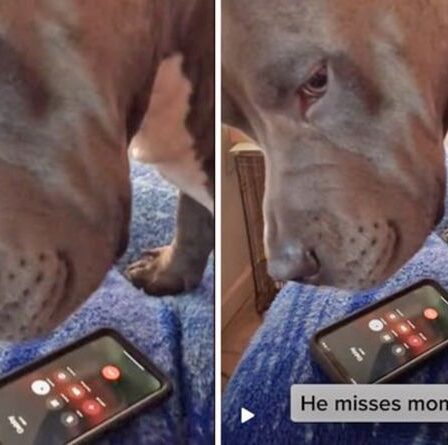 « Maman lui manque » : le doux pitbull pleure au téléphone au son de la voix de maman