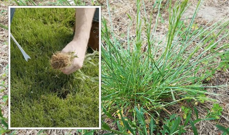 Mauvaises herbes communes : Comment tuer les « infestations importantes » de digitaire sur les pelouses - avis d'experts