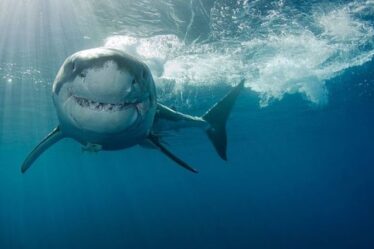 Moment d'horreur, un grand requin blanc s'approche d'un enfant surfer impuissant dans une vidéo de drone terrifiante