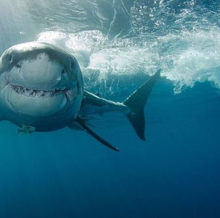 Moment d'horreur, un grand requin blanc s'approche d'un enfant surfer impuissant dans une vidéo de drone terrifiante