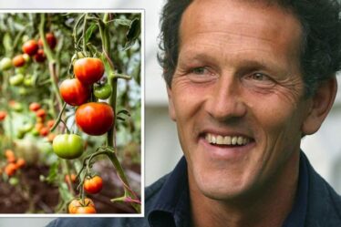 Monty Don partage ce qu'il faut faire avec les plants de tomates en octobre alors que le temps se refroidit
