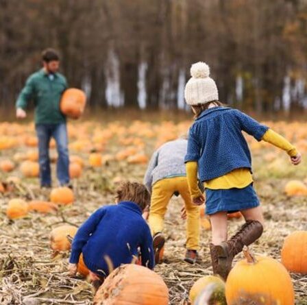 Patchs de citrouilles britanniques cartographiés – où cueillir des citrouilles près de chez vous maintenant