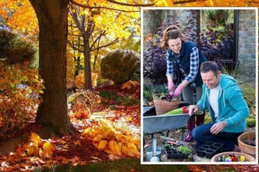 Que planter en octobre - Votre guide définitif du jardinage d'automne