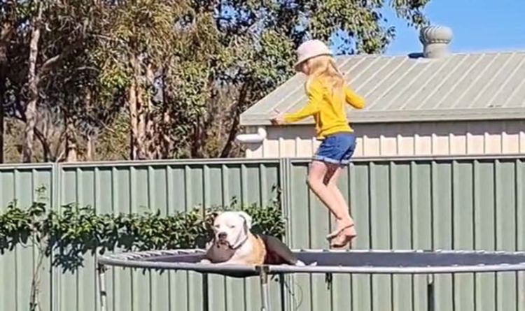 Un bouledogue américain paresseux joue sur un trampoline dans une vidéo brillante