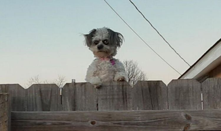Un chien effrayant ressemble à Pennywise – et terrifie les voisins