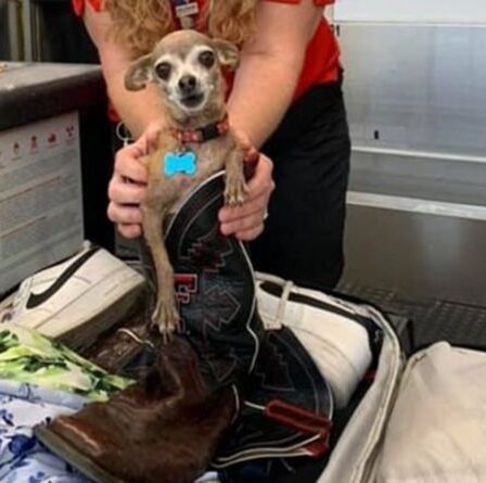 Un couple choqué ouvre une valise en surpoids pour trouver un animal de compagnie chihuahua caché avant le vol de Vegas