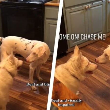 Un propriétaire filme d'adorables chiens sourds et aveugles qui jouent à la poursuite dans une adorable vidéo