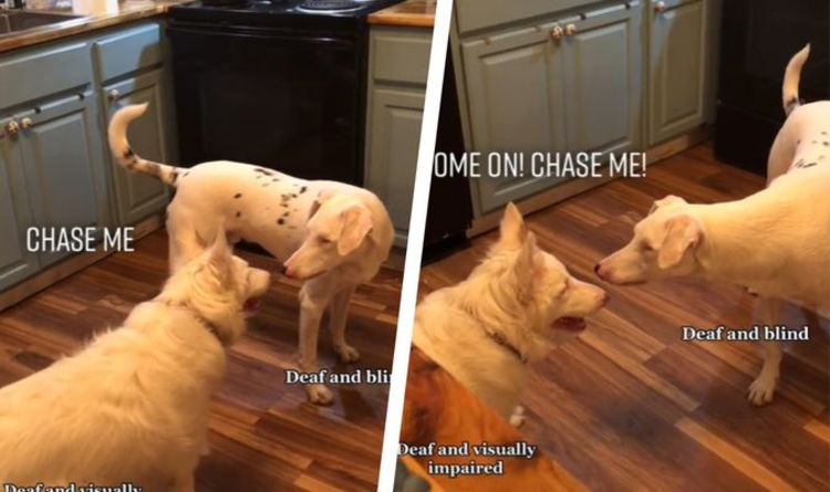 Un propriétaire filme d'adorables chiens sourds et aveugles qui jouent à la poursuite dans une adorable vidéo