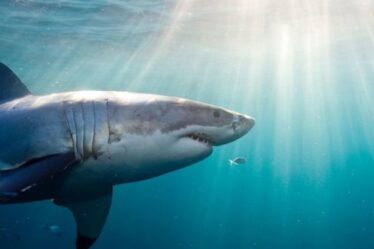 « Une idée géniale » Les grands requins blancs terrifient l'équipe de tournage au milieu d'une frénésie au sol