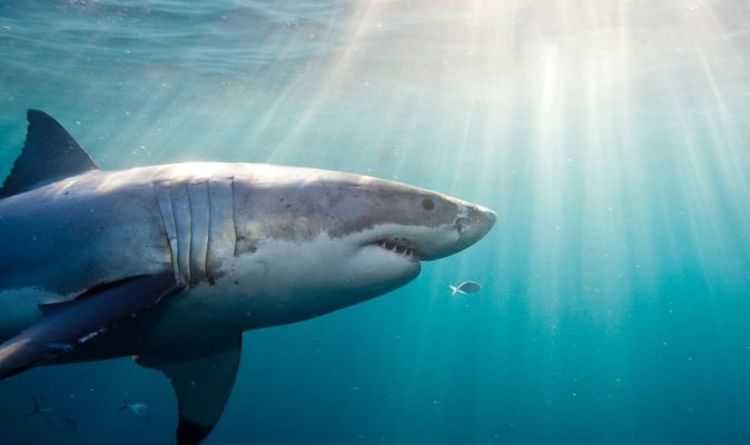 « Une idée géniale » Les grands requins blancs terrifient l'équipe de tournage au milieu d'une frénésie au sol