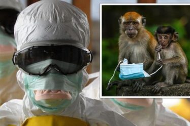 Une percée d'Ebola alors que le «talon d'Achille» du virus est exposé après la découverte «inattendue» d'un singe