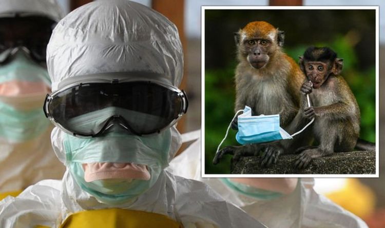 Une percée d'Ebola alors que le «talon d'Achille» du virus est exposé après la découverte «inattendue» d'un singe