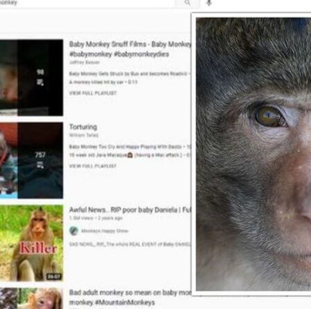 YouTube héberge des CENTAINES de vidéos « dégoûtantes » montrant des bébés singes torturés et tués