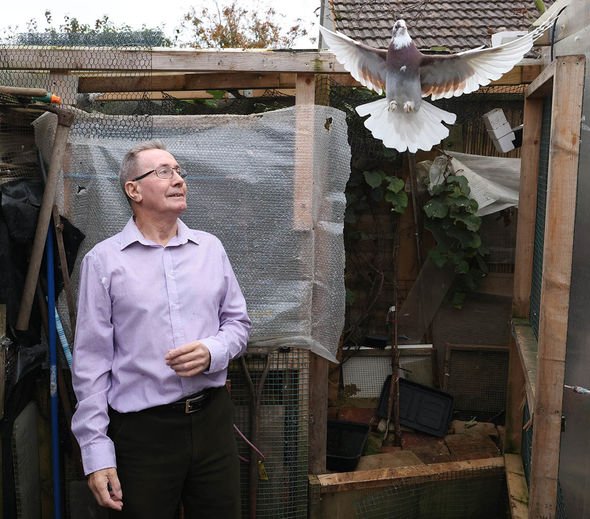 Alan Pidgley avec ses pigeons
