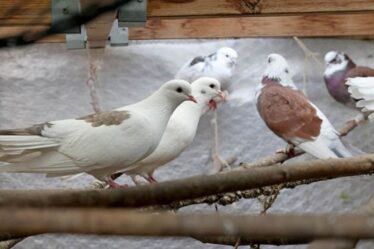 Rencontrez les pigeons voyageurs qui pourraient bientôt se retrouver sans abri