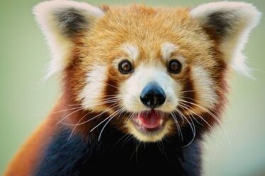 Brummie de l'année Babu reste le panda roux le plus légendaire de Birmingham