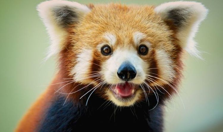 Brummie de l'année Babu reste le panda roux le plus légendaire de Birmingham