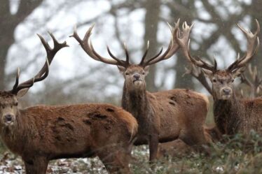 Craintes pour les cerfs du parc royal alors que les troupeaux font face à la menace croissante de la vie moderne