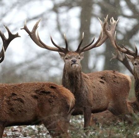 Craintes pour les cerfs du parc royal alors que les troupeaux font face à la menace croissante de la vie moderne