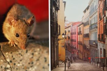 « Essentiel pour agir ! »  Les autorités espagnoles émettent un avertissement urgent concernant l'invasion de rats noirs