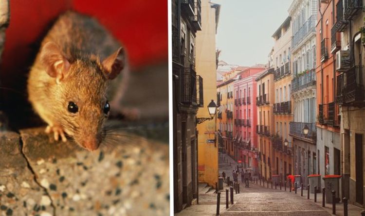 « Essentiel pour agir ! »  Les autorités espagnoles émettent un avertissement urgent concernant l'invasion de rats noirs