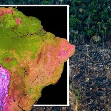 Forêt amazonienne : la taille de la zone 4X de Glasgow détruite dans COP RUN-UP - pourquoi cela VOUS affecte