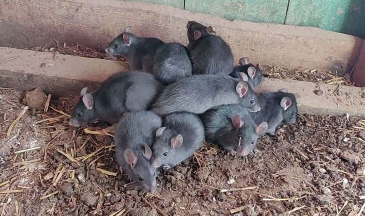 Le roi des rats filmé : un phénomène extrêmement rare signale l'imminence d'une peste