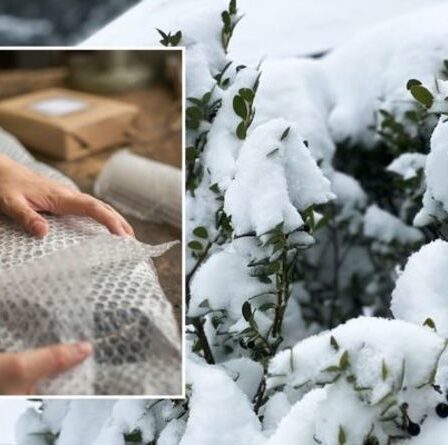 Protection contre le gel : comment éviter que les plantes ne soient « tuées du jour au lendemain » – « le moment est venu »