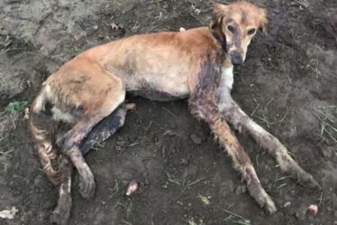 Un chien avec une fracture du dos jeté dans un champ `` pleurnichant dans une agonie absolue '' - appel de la RSPCA
