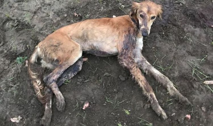 Un chien avec une fracture du dos jeté dans un champ `` pleurnichant dans une agonie absolue '' - appel de la RSPCA