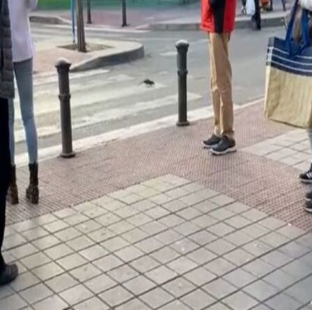 « Alicante est pleine de rats » Des rongeurs audacieux horrifient les habitants de la ville populaire des expatriés britanniques