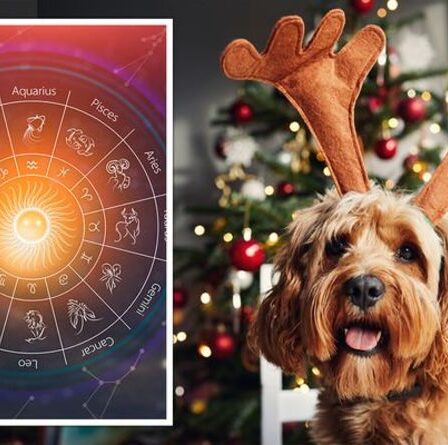 Horoscope : Le « parfait animal de compagnie » basé sur le zodiaque – le plus « amusant et gentil » de la Vierge