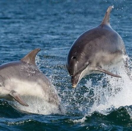 Les dauphins et les baleines prospèrent dans les eaux britanniques malgré la pression des activités humaines