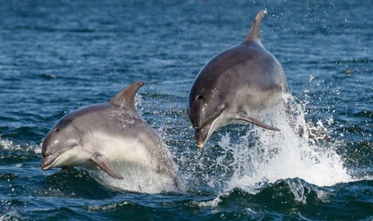 Les dauphins et les baleines prospèrent dans les eaux britanniques malgré la pression des activités humaines