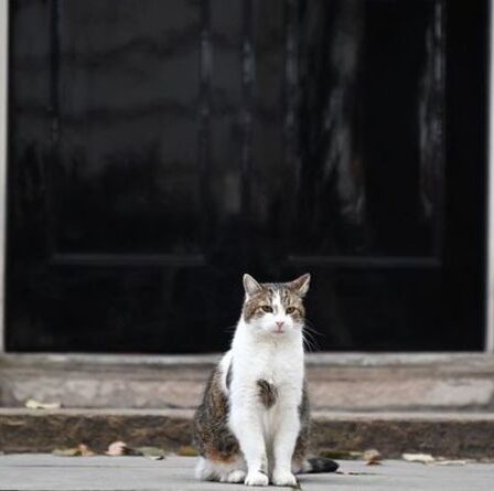 Les propriétaires de chats doivent pucer leurs animaux de compagnie ou payer une amende de 500 £ en vertu des nouvelles règles du gouvernement