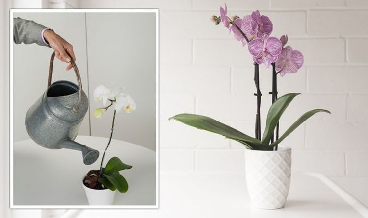 Plantes d'intérieur : les orchidées doivent être "traitées avec soin" en hiver - "elles peuvent brûler"