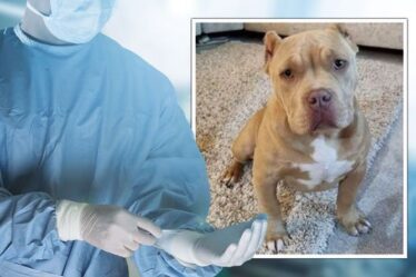 Un chiot décède des suites du «pire cas d'empoisonnement» qu'un vétérinaire ait vu – un chien saigne des yeux