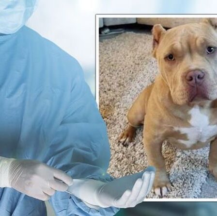 Un chiot décède des suites du «pire cas d'empoisonnement» qu'un vétérinaire ait vu – un chien saigne des yeux