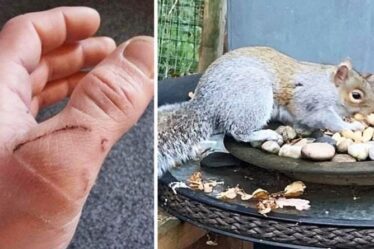 Un écureuil voyou mord 18 habitants de la ville galloise dans un déchaînement sanguinaire – les habitants se cachent