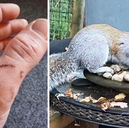 Un écureuil voyou mord 18 habitants de la ville galloise dans un déchaînement sanguinaire – les habitants se cachent