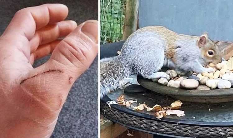 Un écureuil voyou mord 18 habitants de la ville galloise dans un déchaînement sanguinaire – les habitants se cachent