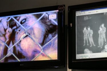 Une épidémie de variole du singe déclarée comme une maladie terrifiante met l'Afrique en état d'alerte