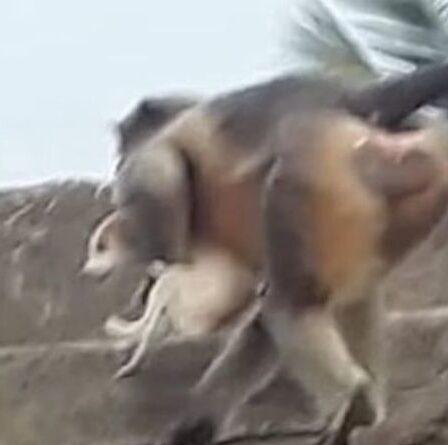 Une meute de singes vengeurs attaque et tue 250 chiens en représailles à la mort d'un bébé singe