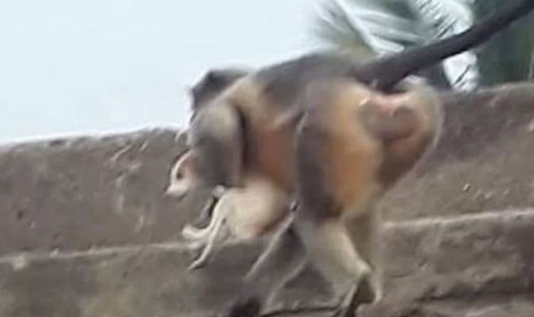 Une meute de singes vengeurs attaque et tue 250 chiens en représailles à la mort d'un bébé singe