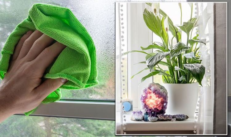 Astuces pour les plantes d'intérieur : les plantes d'intérieur peuvent-elles vraiment se débarrasser de la condensation ?  Quatre plantes à acheter maintenant