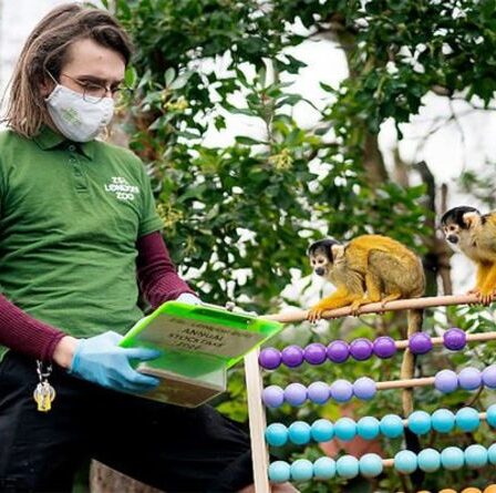 Les gardiens du zoo ZSL de Londres comptent les animaux un par un lors de l'inventaire annuel