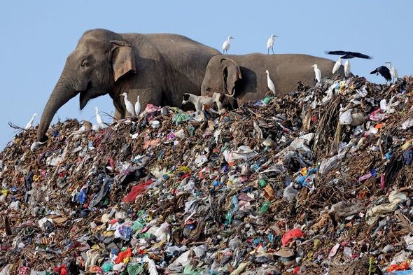 Les éléphants se nourrissent dans une décharge