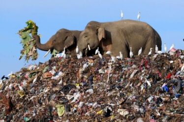 Le site d'enfouissement du Sri Lanka est une aire d'alimentation mortelle pour les éléphants