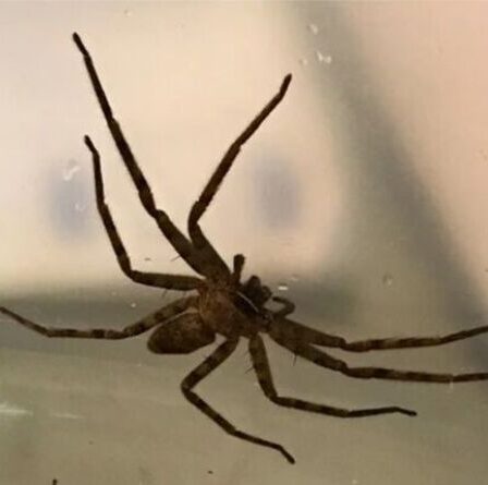 Avertissement d'horreur d'araignée: la plus grande espèce de bête terrifiante au monde trouvée au Royaume-Uni